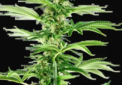 Honey Melon Haze Feminized