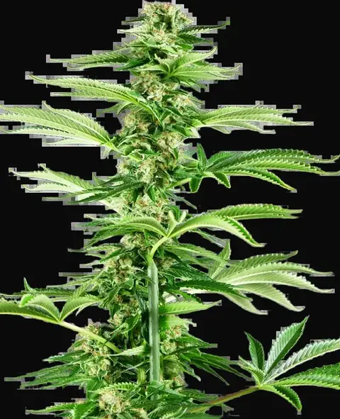 Honey Melon Haze Feminized