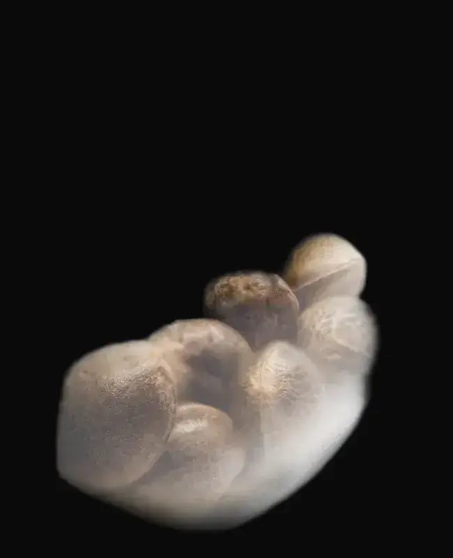Honey Melon Haze Feminized — zdjęcie 3