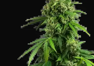 Honey Melon Kush Automatic