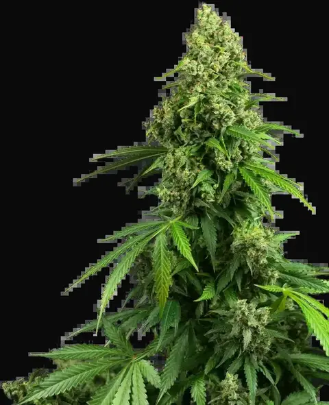 Honey Melon Kush Automatic
