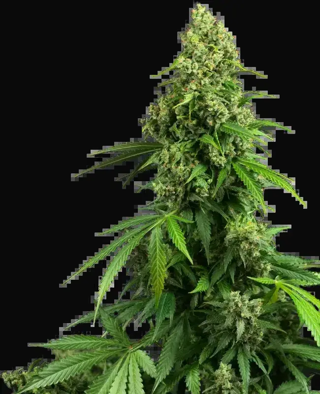Honey Melon Kush Automatic