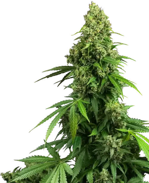 Honey Melon Kush Automatic