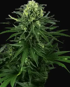 Honey Melon Kush Feminized