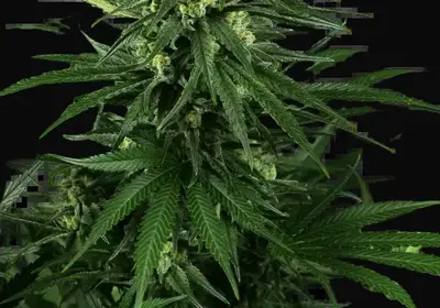 Honey Melon Kush Feminized