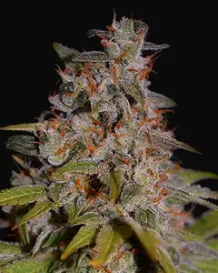Honey Papaya