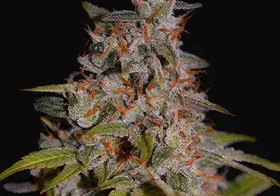 Honey Papaya