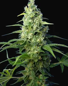 Honey Peach Auto CBD