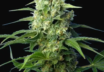 Honey Peach Auto CBD