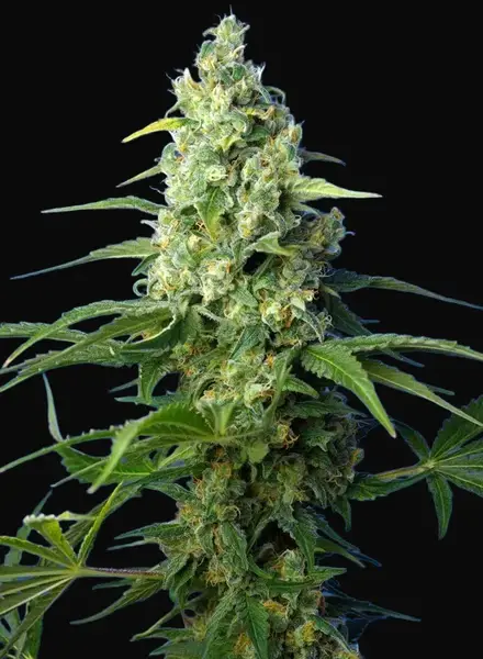 Honey Peach Auto CBD