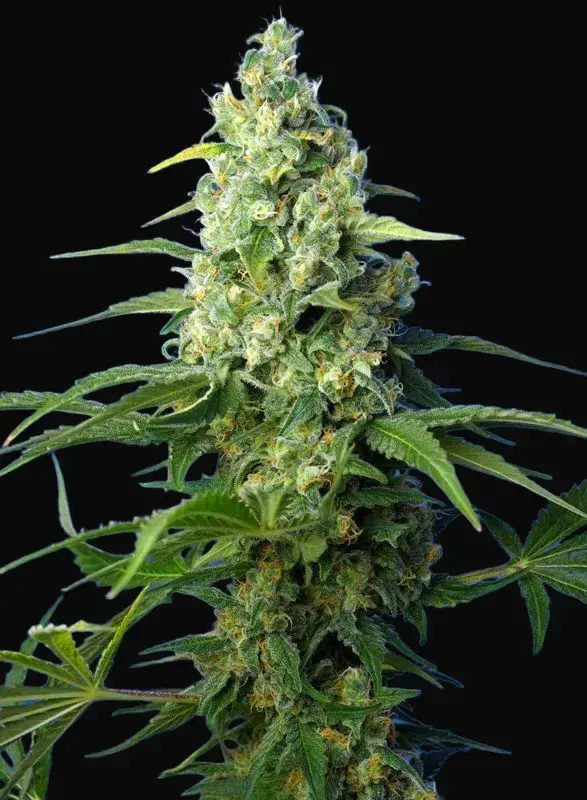 Honey Peach Auto CBD