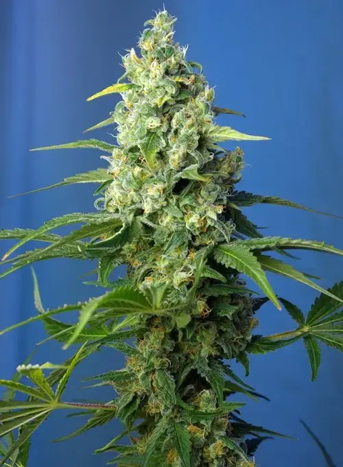 Honey Peach Auto CBD