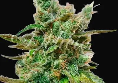 Honeybells