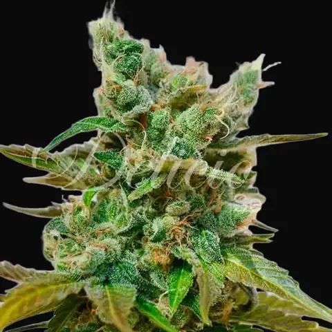 Honeybells