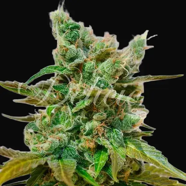 Honeybells