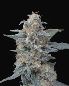 Honeyed Cream Dream