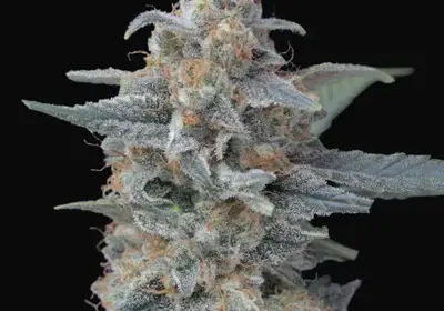 Honeyed Cream Dream