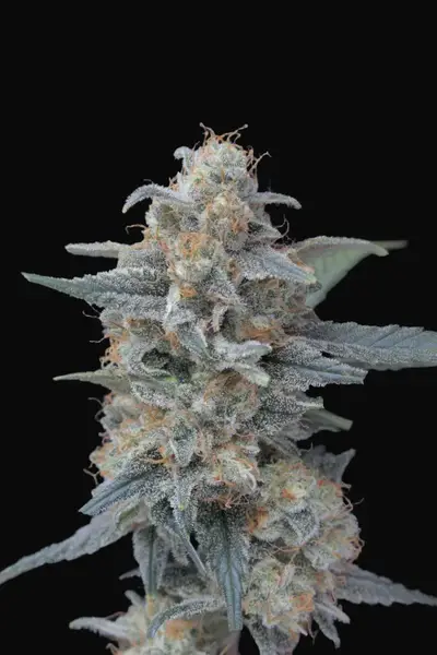 Honeyed Cream Dream