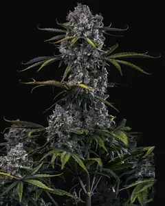 Hubbabubbahaze Auto