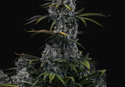 Hubbabubbahaze Auto