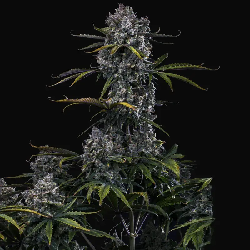 Hubbabubbahaze Auto