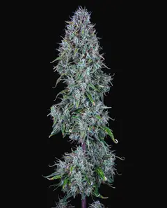 Hubbabubbasmelloscope Auto