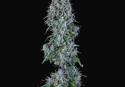 Hubbabubbasmelloscope Auto