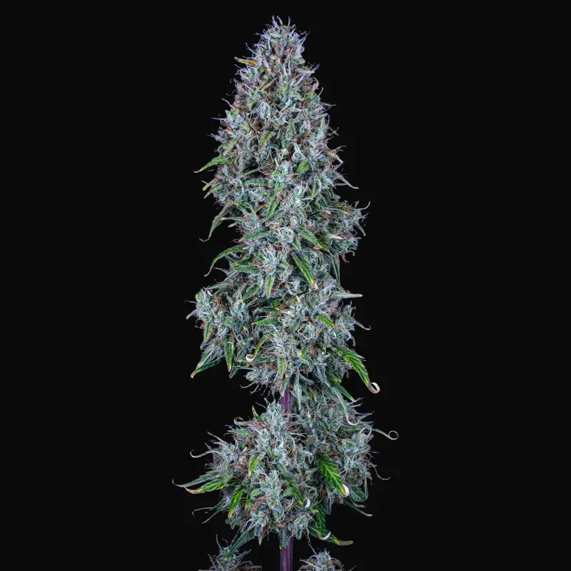 Hubbabubbasmelloscope Auto