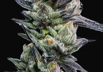 Huckleberry Punch