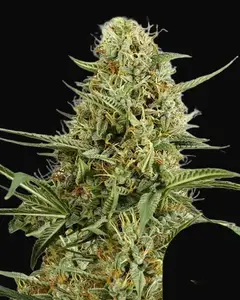 HulkBerry Auto