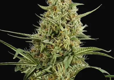 HulkBerry Auto