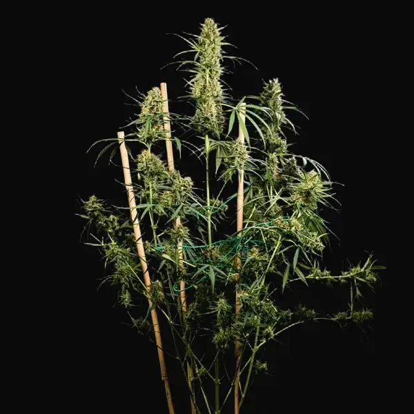 HulkBerry Auto — zdjęcie 9