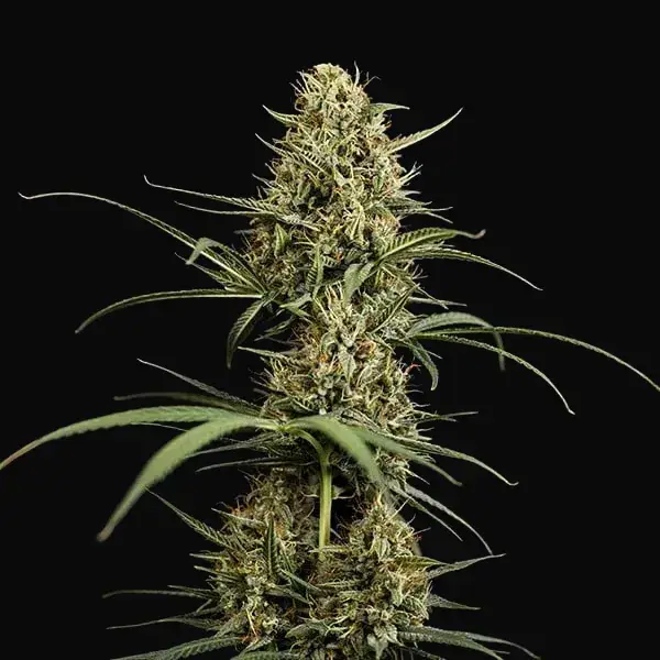 HulkBerry Auto — zdjęcie 2
