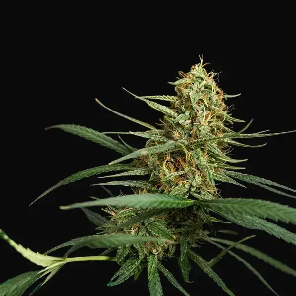 HulkBerry Auto — zdjęcie 4
