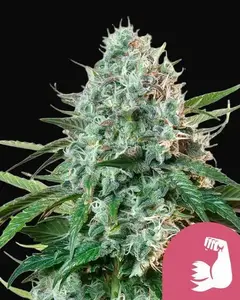 Hulkberry