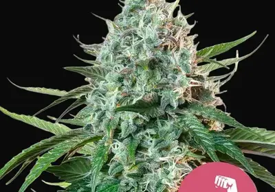 Hulkberry