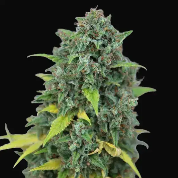 Hulkberry — zdjęcie 9