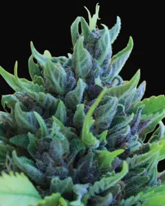 Humboldt Dream Auto