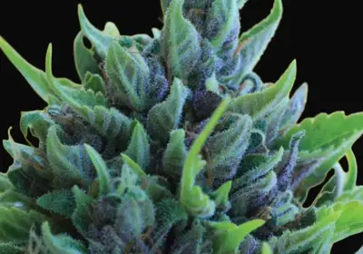 Humboldt Dream Auto