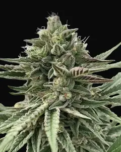 Humboldt Pound Cake