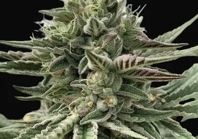 Humboldt Pound Cake