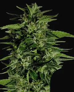 Hyperion F1