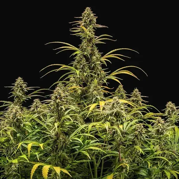 Hyperion F1 — zdjęcie 5