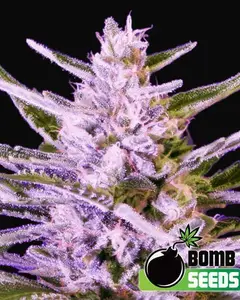 Ice Bomb