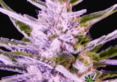 Ice Bomb