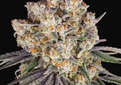 Ice Cream Cake