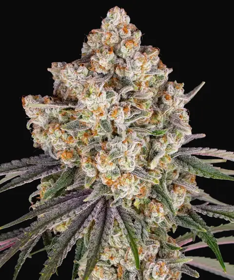 Ice Cream Cake