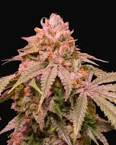 Ice Cream Cake F2