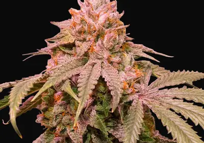 Ice Cream Cake F2