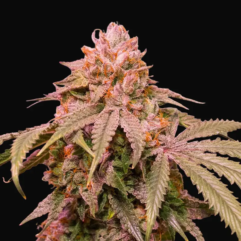Ice Cream Cake F2